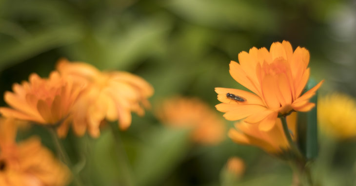 Fly on flower.