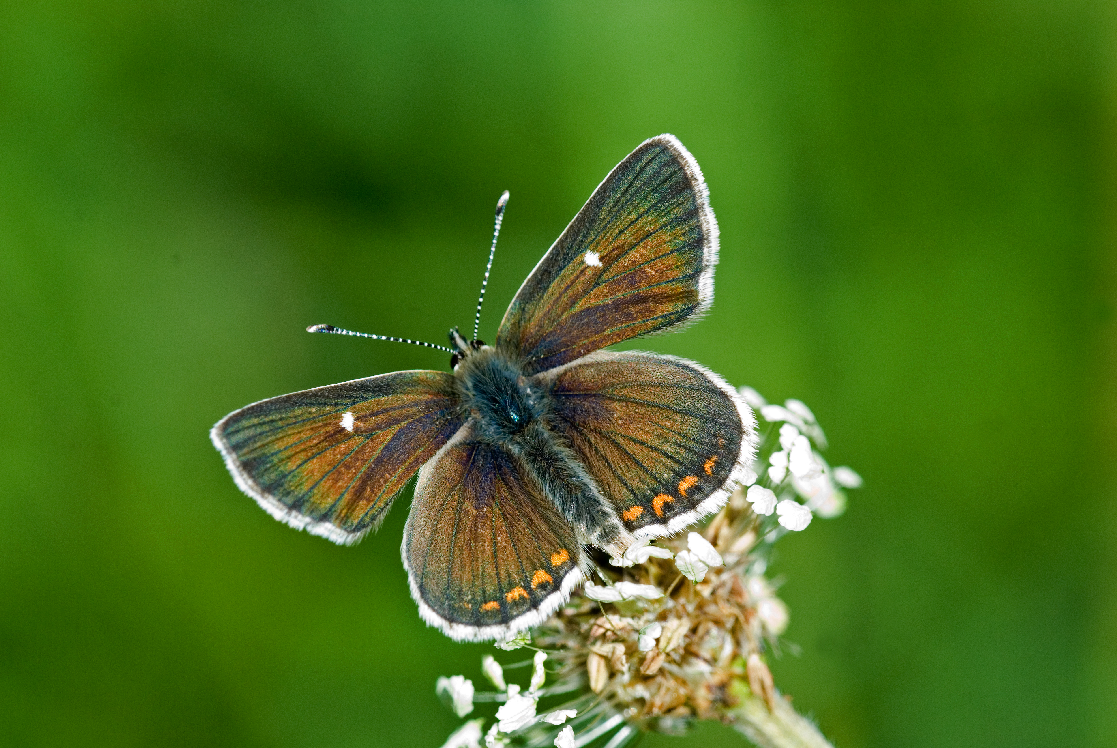 Nothern Brown Argus butterfly