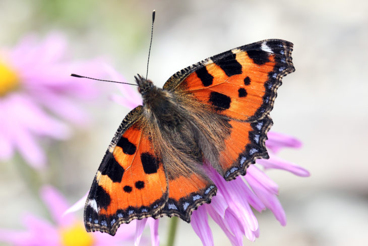 Small Tortoiseshell. Image by Jim Higham