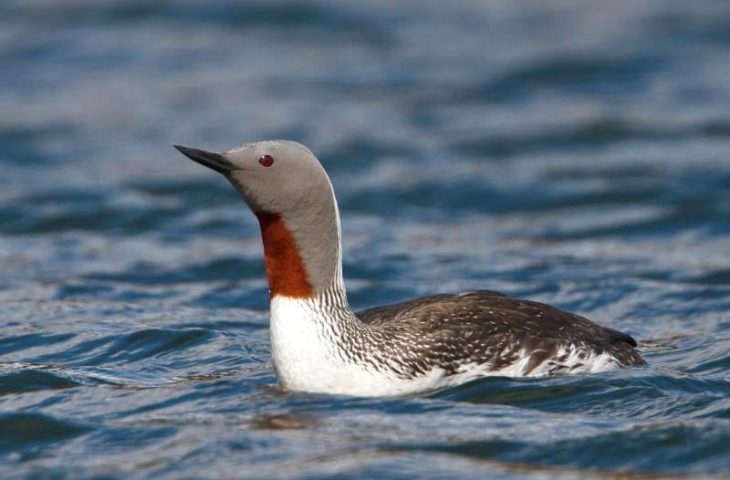 Red-throated diver © Ómar Runólfsson