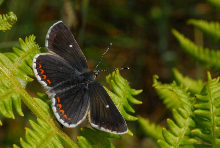 Northern Brown Argus butterfly © P Kirkland