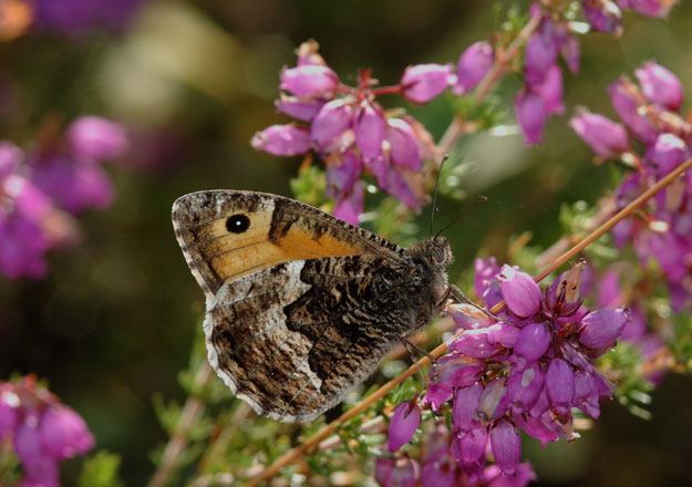 Grayling butterfly © Jim Asher